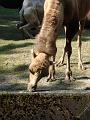 Zoo Cottbus 010